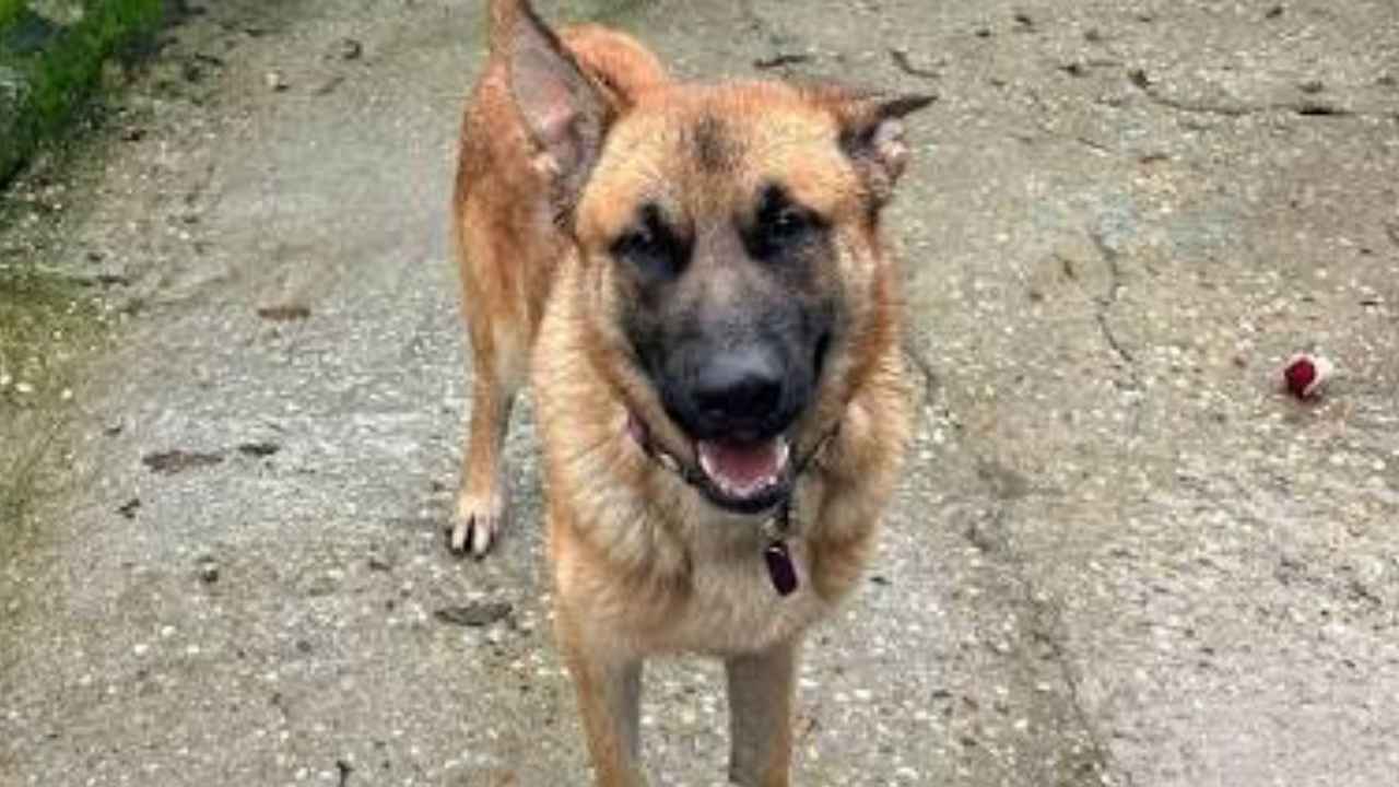 Perro en un recinto exterior sin cadena junto a una zona de descanso.