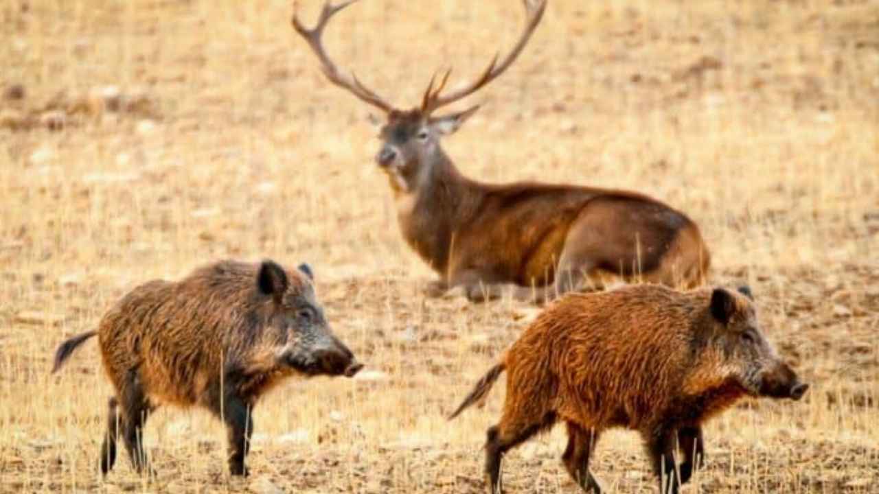 Dos jabalíes y un ciervo, especies cuya alta densidad amenaza la regeneración del piruétano en Doñana