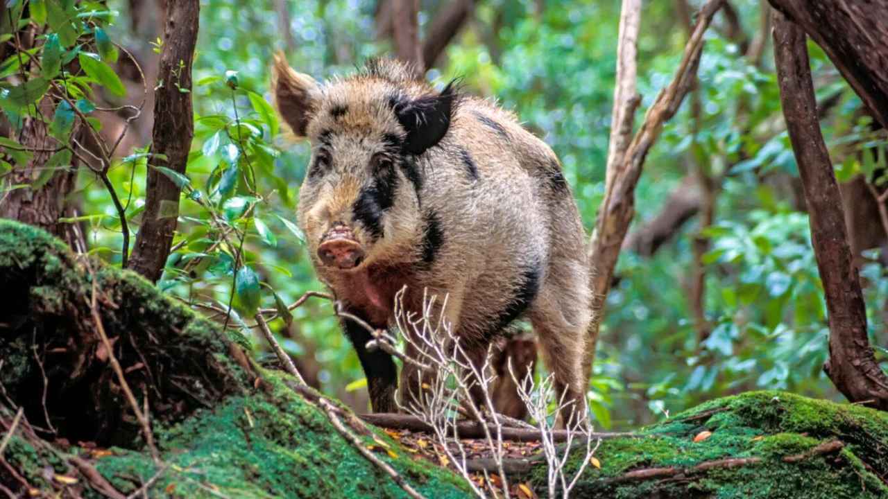 Cerdo feral de Auckland Island en el ecosistema subantártico de Nueva Zelanda.