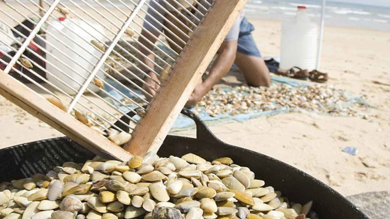 Coquinas recogidas y cribadas durante una jornada de marisqueo en la playa