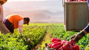 Los desempleados agrarios de Cádiz tendrán preferencia en estas nuevas contrataciones financiadas por el SEPE