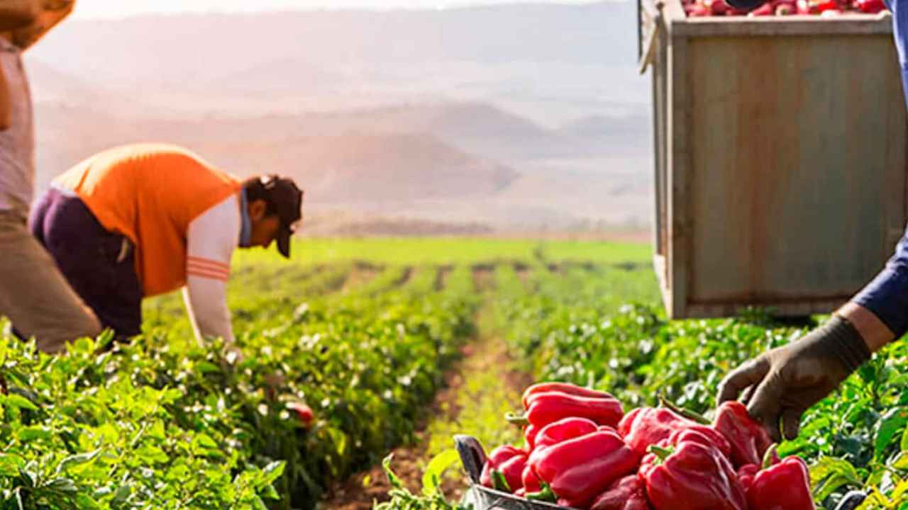 Trabajadores agrarios durante la recogida de pimientos en una explotación agrícola