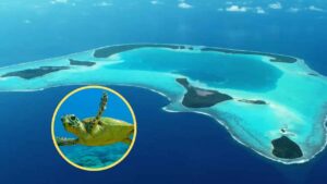 La isla que compró Marlon Brando registra un récord de 54.264 crías de tortuga verde