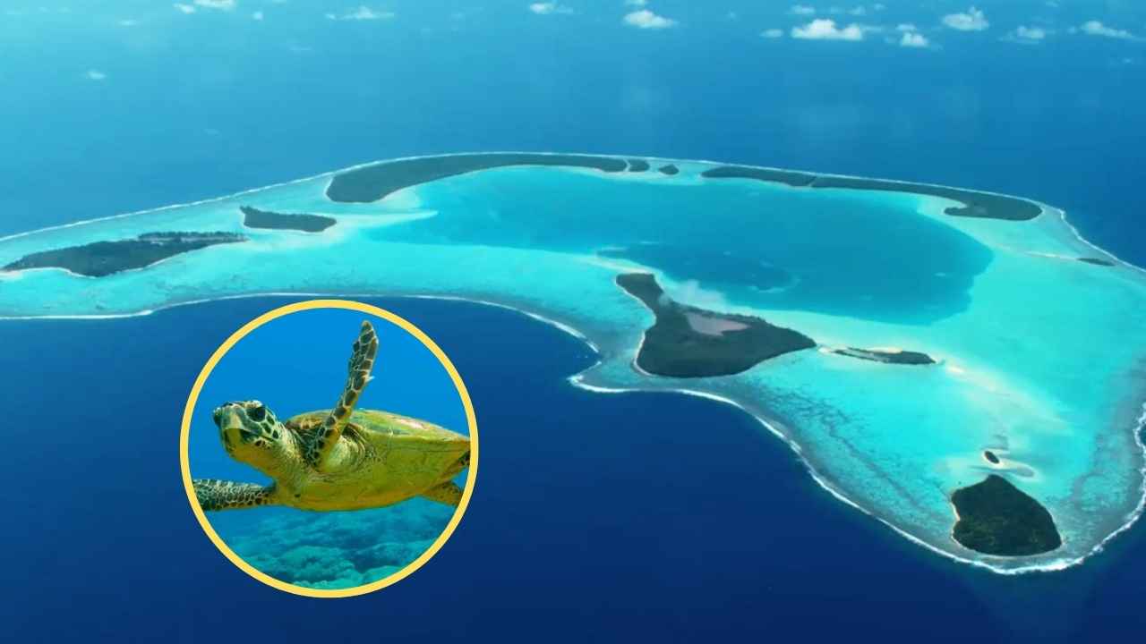 Atolón de Tetiaroa con una tortuga verde en primer plano