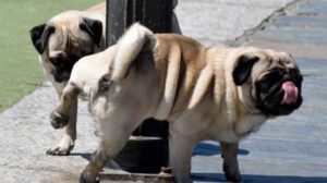 Los dueños de perros se enfrentan a multas de 200 euros por no limpiar los orines en Vitoria