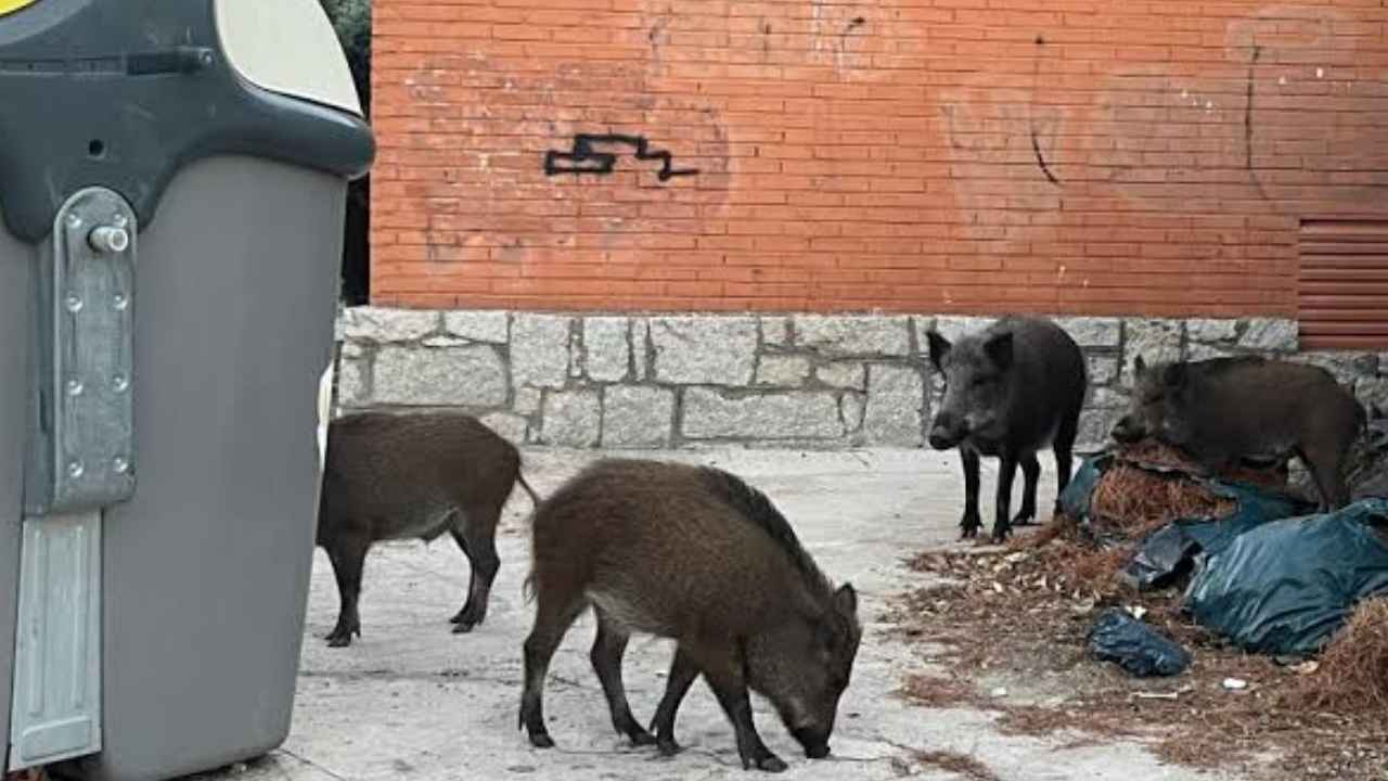 Varios jabalíes junto a contenedores en una zona urbana de Las Rozas
