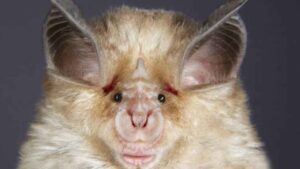 Un murciélago de solo 7 centímetros aparece entre los animales prioritarios para vigilar futuros virus