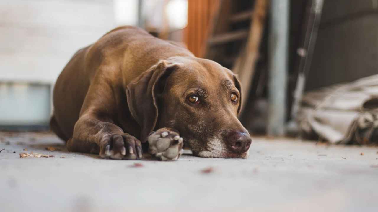 Perro tumbado en el suelo durante un momento de calma