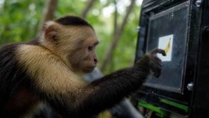 Monos capuchinos sorprenden al aprender a usar una pantalla con IA en plena naturaleza para recibir un plátano
