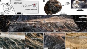 Hallan plumas de un ave de hace 66 millones de años dentro de un excremento de dinosaurio