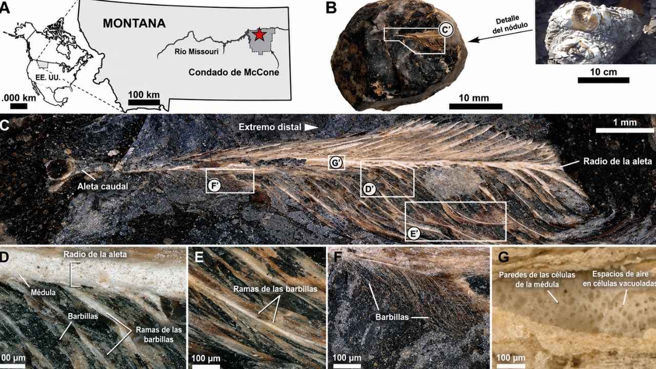 Coprolito de dinosaurio hallado en Montana con una pluma fósil de un ave de hace 66 millones de años