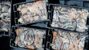 3.385 toneladas de pulpo en siete meses disparan las capturas en Inglaterra mientras cangrejos y bogavantes pagan las consecuencias