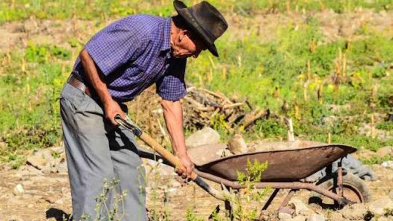 Trabajador mayor realizando labores agrícolas antes de la jubilación