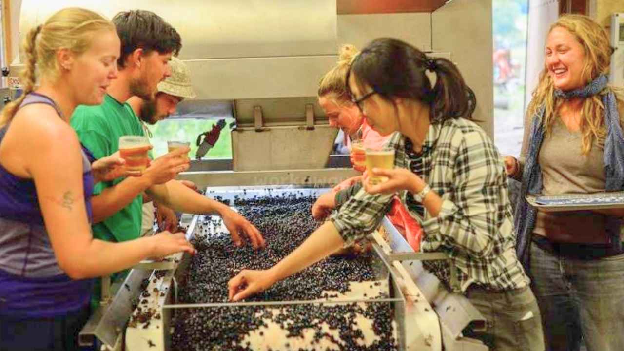 Trabajadores seleccionando uvas durante la vendimia en una bodega de Francia