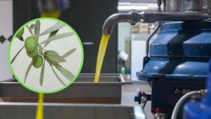 El aceite de oliva estrena controles desde el 9 de octubre para acreditar su recorrido y la categoría que se vende