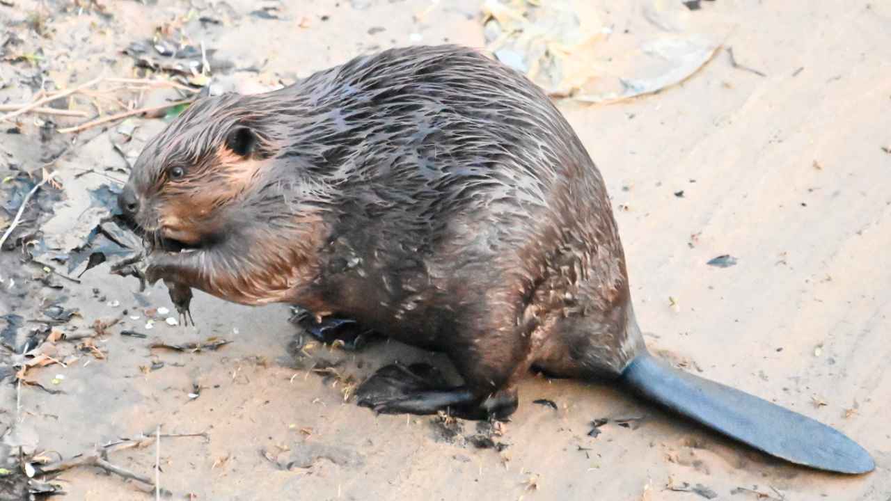 Castor sobre terreno húmedo sosteniendo una rama entre sus patas delanteras