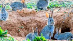 RTVE contrata por 7.260 euros el control de conejos en un recinto de casi 27 hectáreas en Madrid