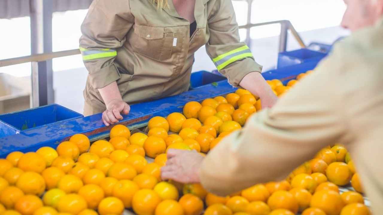 Personal seleccionando naranjas en una línea de envasado de cítricos.