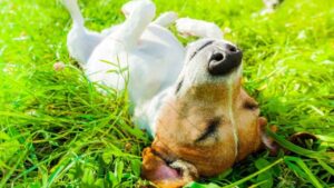 La Ley de Bienestar Animal obliga a proteger a perros y gatos del sol, la lluvia y el frío extremo