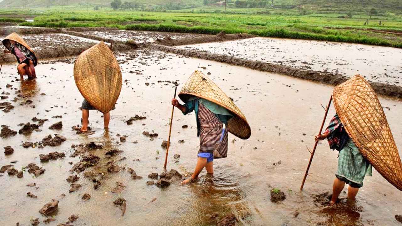 Personas trabajando en campos anegados con grandes protectores tradicionales de fibras vegetales sobre la cabeza y la espalda.