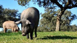 Renfe estrena el Tren del Jamón el 17 de octubre por 100 euros, pero el almuerzo se paga aparte