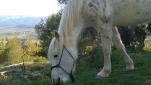 Una artista ofrece alojamiento gratis y tres comidas al día en Castellón a cambio de cuidar su finca