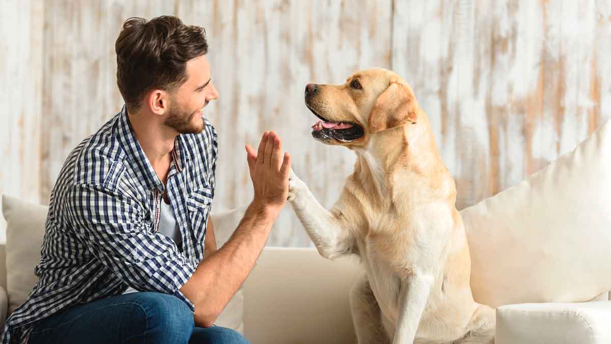 Buenas noticias para duenos de mascotas la nueva ley de bienestar animal permitira desgravar los gastos relacionados con su cuidado.