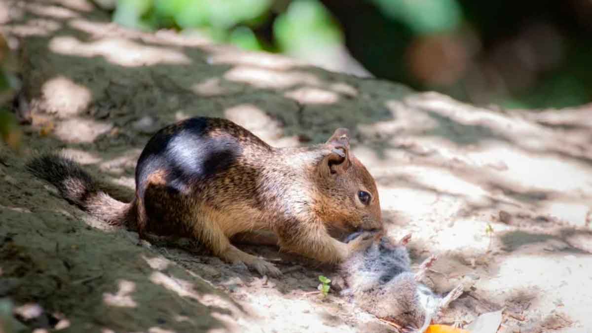 Documentan por primera vez ardillas carnivoras en california.