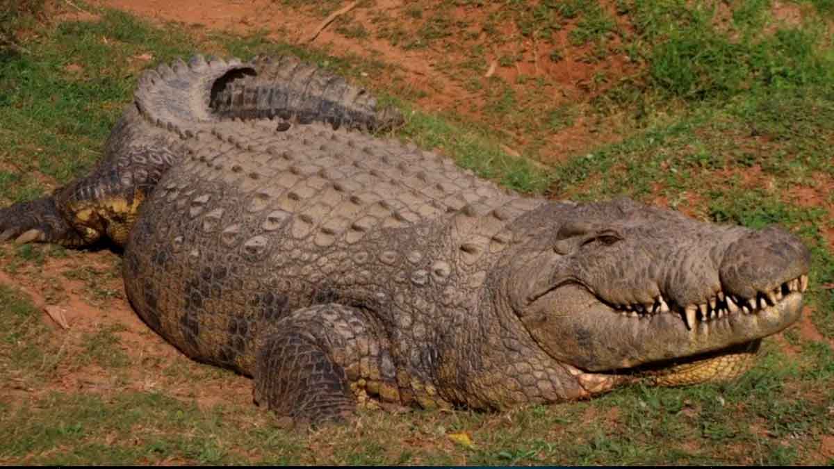 Henry, un cocodrilo gigante que pesa 750 kilos, cumple 124 años