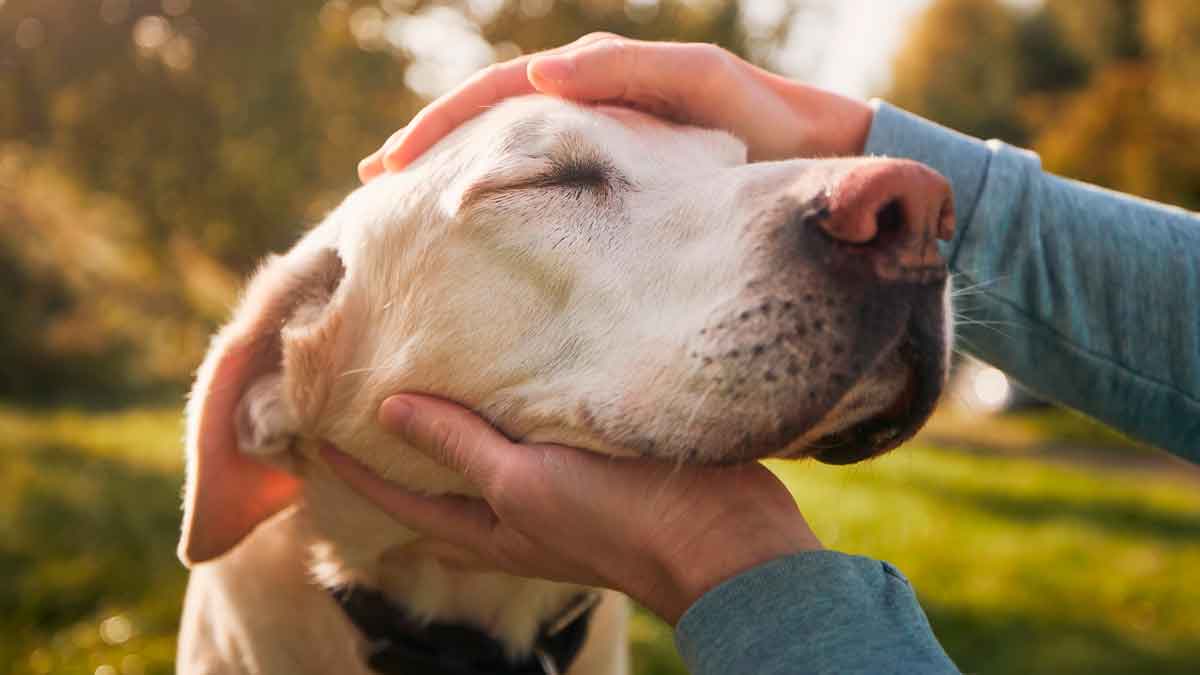 El dinero que tendrán que invertir los dueños de los perros durante este 2025