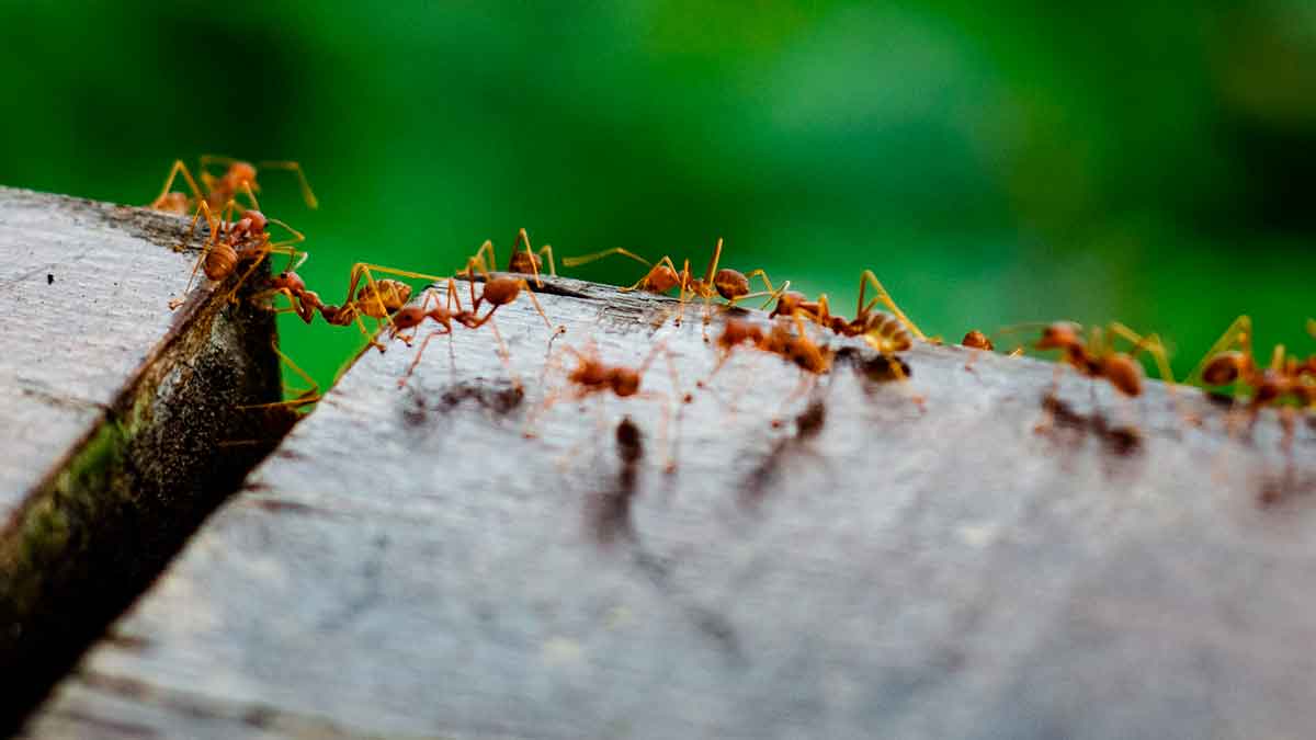 Un niño de 8 años descubre la fascinante relación entre hormigas y avispas