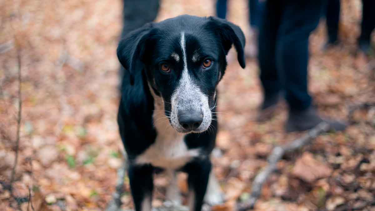 Los perros que viven en Chernóbil sorprenden a los científicos por sus cualidades genéticas